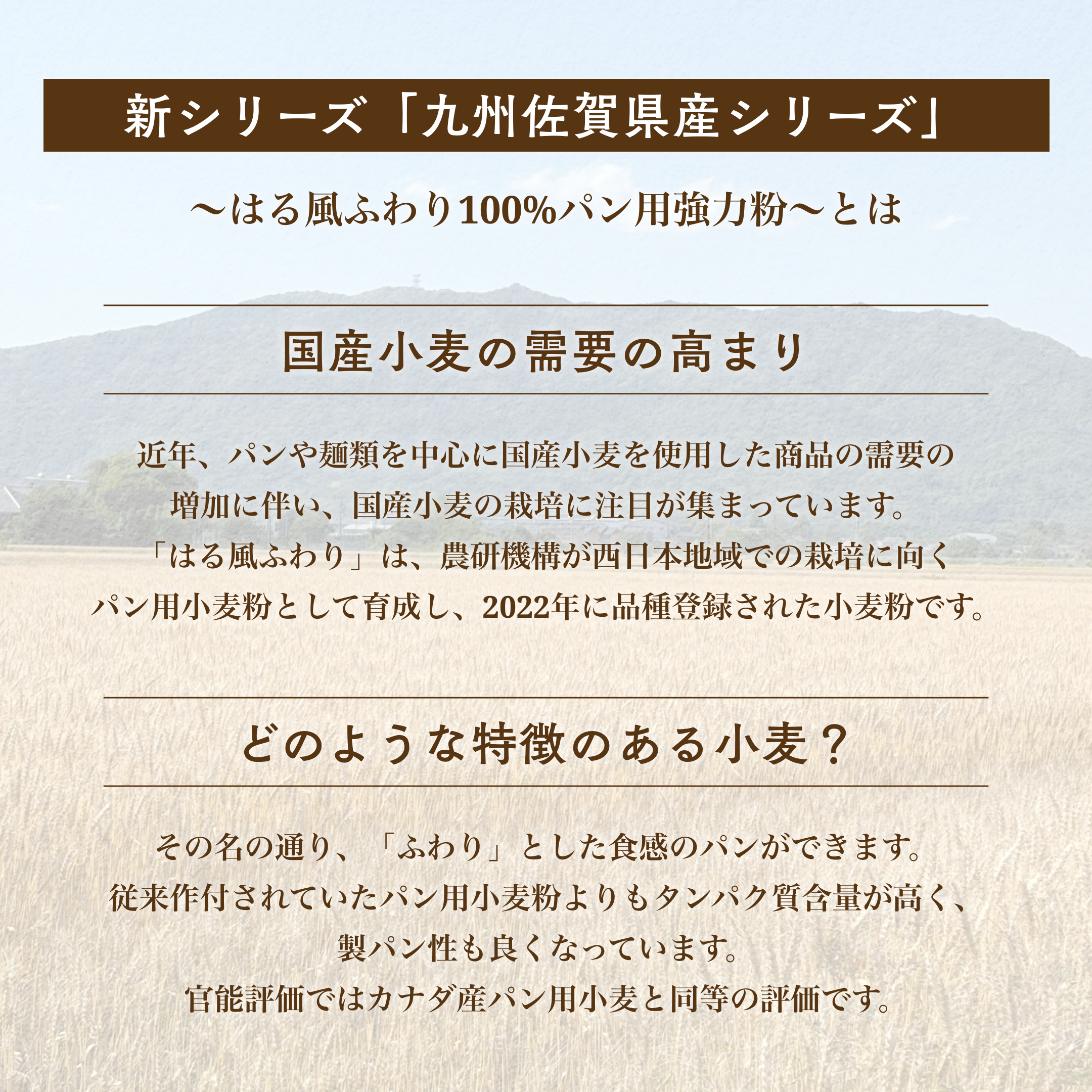 九州佐賀県産 はる風ふわり100% パン用強力粉 1kg