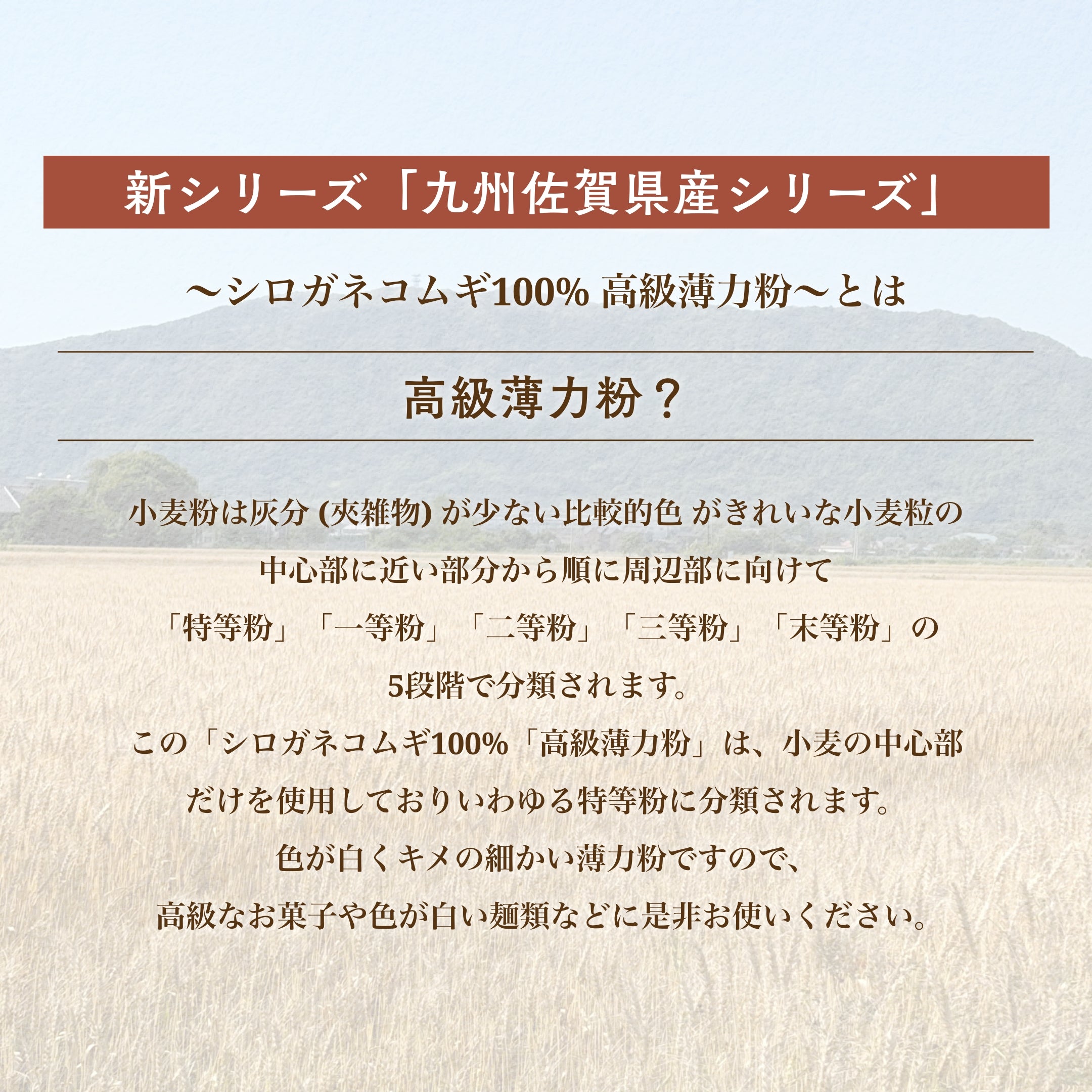 ★★セール★★九州佐賀県産 シロガネコムギ 100% 高級薄力粉 【賞味期限2024年5月15日】