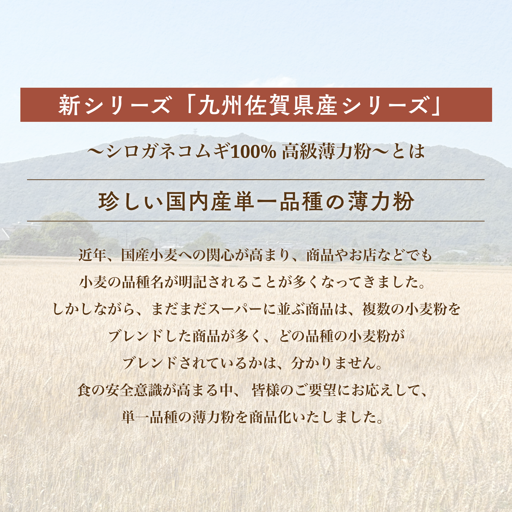 九州佐賀県産 シロガネコムギ 100% 高級薄力粉